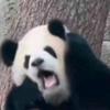 天线短路宝宝