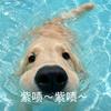 酸奶兔子