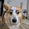 曼狗