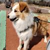 边牧队长奇东强