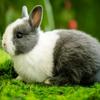 养兔知识科普