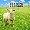 南京牛羊肉批发-小戚