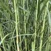 秀秀种业多年生高产牧草供应