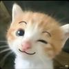小玖——猫meme学写作文