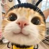 小猫装晕