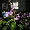 绿野青青