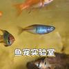鱼宠实验室