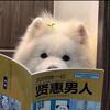 面包的读书体验