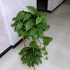 涛声依旧