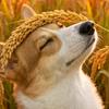 半夏