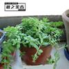 佛山无限极专属顾问~荷叶