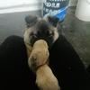 陈翔宇的中华田园犬煤球