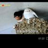 太阳心