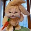 一只兔叽🐰