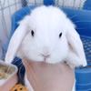家有兔小朵儿