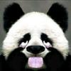 熊猫说点事