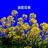 油菜花香
