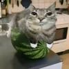 Russia土特产