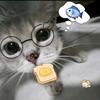 小猫的🐟