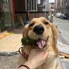 冰冻罗非鱼定投日记
