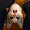 小哩