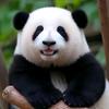 熊猫信息差