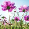 花儿一样CQ