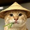 叫我许青大人