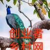 宋氏《鸵鸟 孔雀 七彩山鸡》