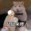 我的世界鼠鼠国王