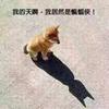 吕大侠V50