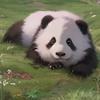 基地暴走的小可爱