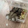 满山腚子我猴最红