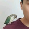 一个好鸟（郑州鹦鹉养殖场招代理）