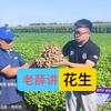 老薛讲花生（瑞德丰）