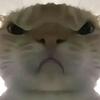 养猫三角洲行动