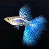西西水族（孔雀鱼）