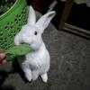 养兔的阿宽