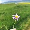 加油站一枝花