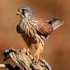 红隼kestrel