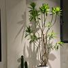 研植舍