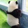 熊猫の萌宠乐园