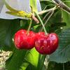 喜越农场（天水高山大樱桃🍒）