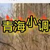 青海曲艺大全