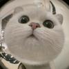 怀中有猫