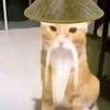 哈基米仙人