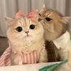 开心来福猫