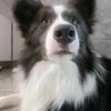好运来边牧犬舍(买🐶私聊)