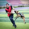 狗粮厂和你一起养犬
