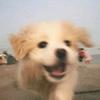 焦盐海糖